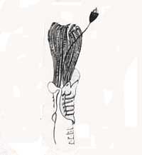 Formal description of E. dafnii  